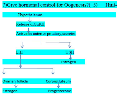 7)Give hormonal control for Oogenesis